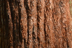 Giant Sequoia Bark