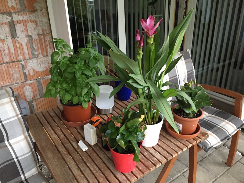 Plants in Pots