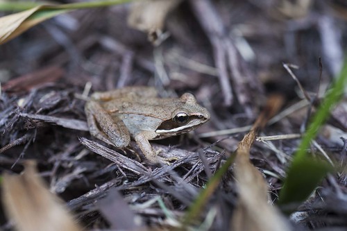 indiana hoosiernationalforest orangecounty roland herp amphibian frog woodfrog lithobates lithobatessylvaticus rana ranasylvatica