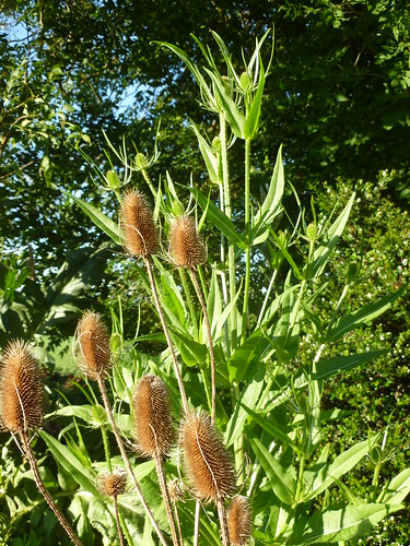 teasels old and new