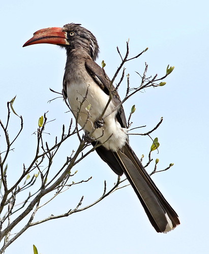 crownedhornbill taxonomy:family=bucerotidae birds taxonomy:binomial=tockusalboterminatus naturereserve nature bird bucerotidae tockusalboterminatus outdoors