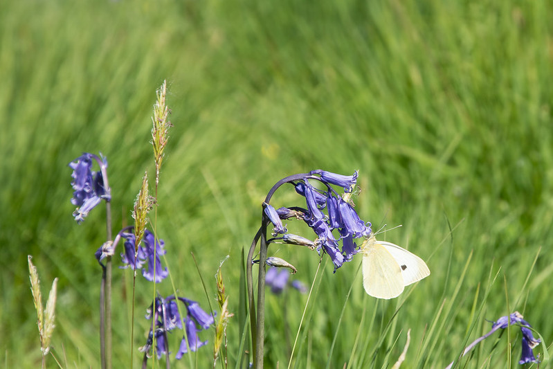 Small White Butterfly nectaring on an English Bluebell