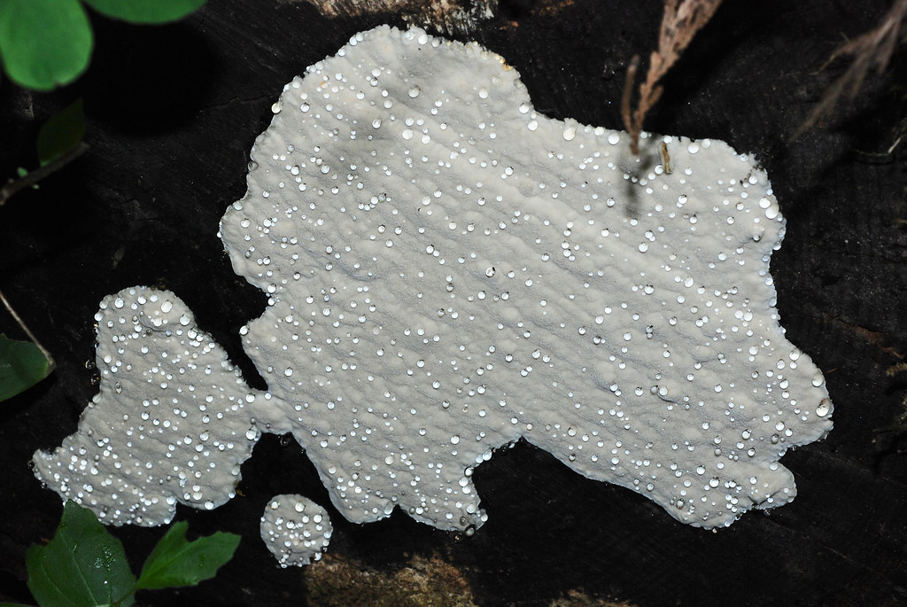 White Crust Lichen