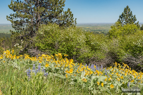 story wyoming penrosetrail spring may bighornmountains nikond750 tamron2470mmf28 sunny sunshine blue sky green grass pine trees bighornnationalforest yellow wildflowers scenic view