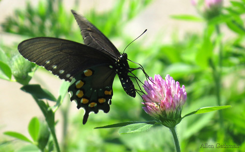 sextoncreekwetlands butterfly
