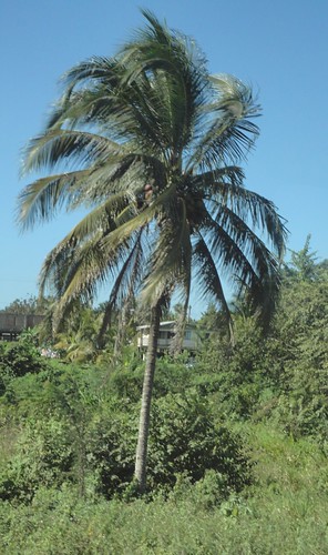 belize palmtree palmtrees