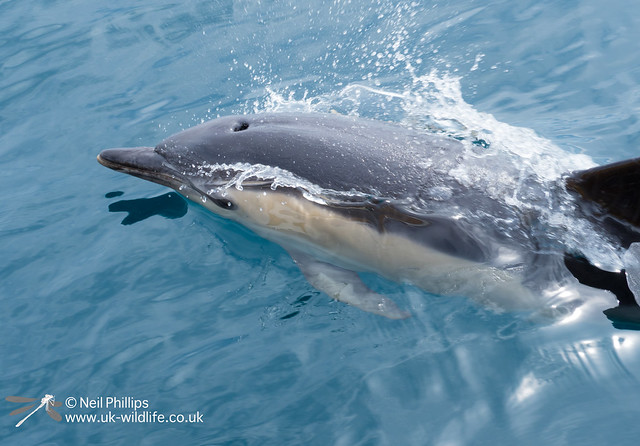 Common dolphin-2