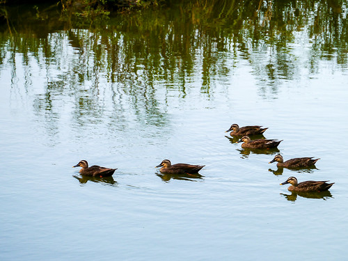 ducks luodong forest park water mirror rest lake couple family line wood float 羅東 宜蘭 鴨 雁 倒影 sunset 浮 木 林場