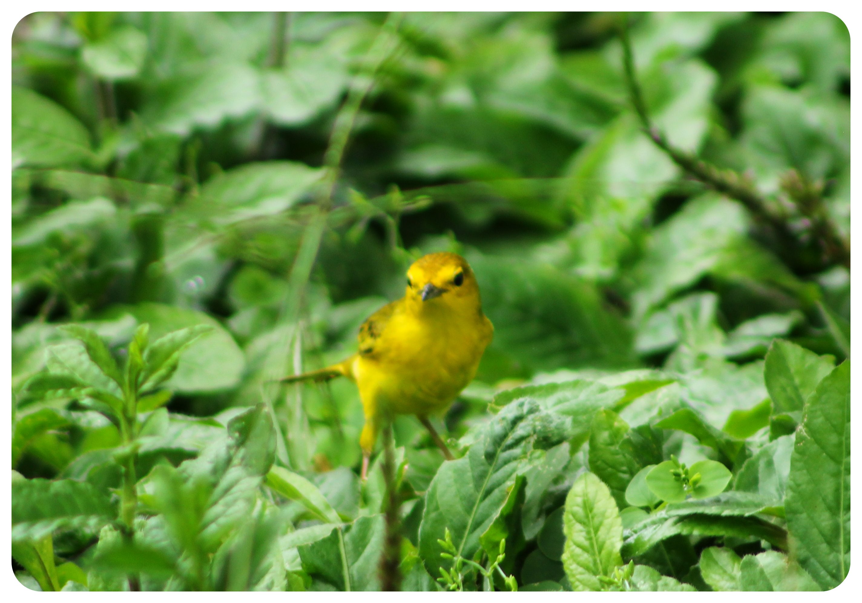 galapagos yellow bird