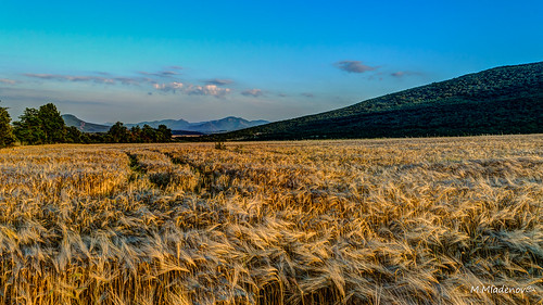 2017 bulgaria hdr landscape northwest smedovpeak smedovets varbovchets blue clouds evening field footofmountain forest golden green mountain nature sky sunset tree trees view wheat wheatfield