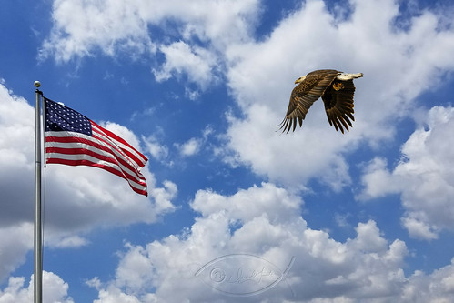 happy independence day eagle flag usa united states america oldglory starsandstripes red white blue national nation baldeagle flyby american americanflag patriotic
