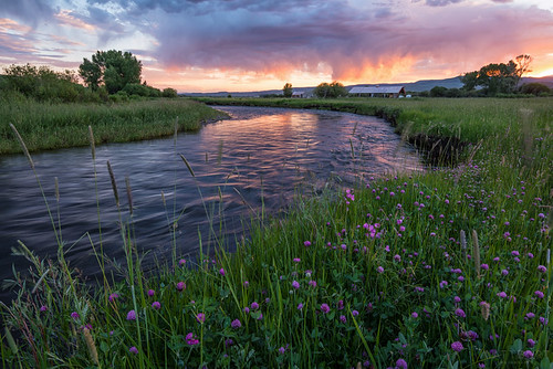 ibarranch alfalfa clouds clover flowers grass ranch summer sunset tomichicreek wildflowers field pasture river creek water flow