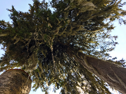 tall pine tree spanish moss exestate santa maría regla huasca de ocampo hidalgo méxico perspective infected