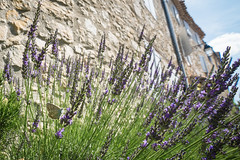 Did you spot the butterfly? - Photo of La Bastide