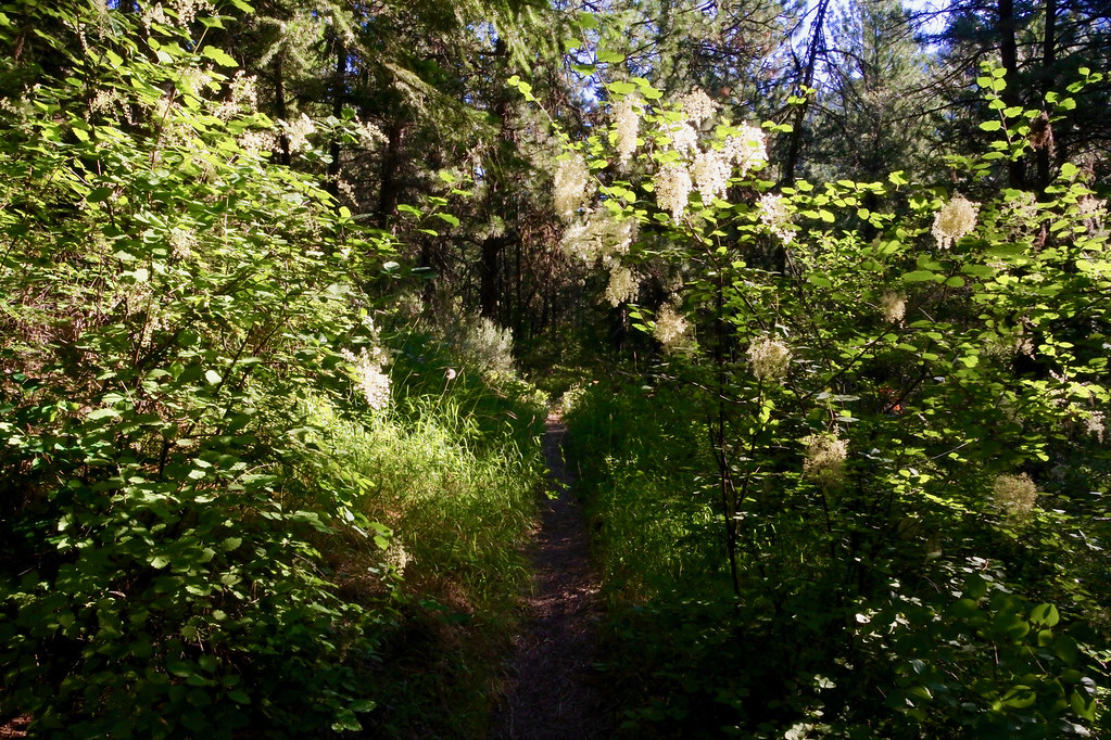 Munson Creek trail