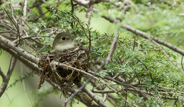 Acadian flycatcher nest