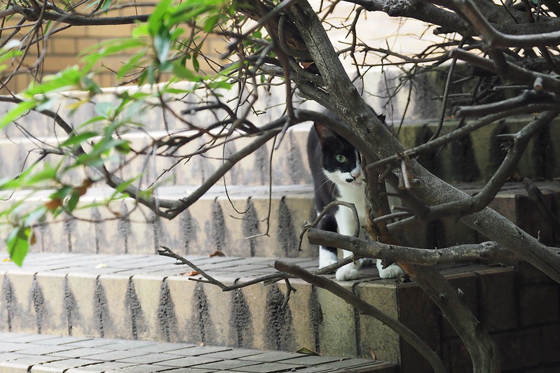 東池袋中央公園の猫。公園裏側の黒白ハチ割れ。