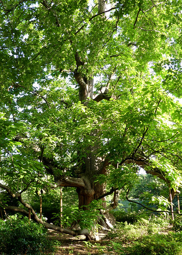 northerncatalpa tree universityofmississippi msh0617 msh06172