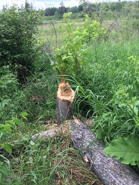 Beaver tree stump