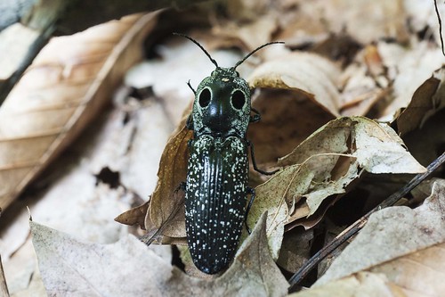 indiana hoosiernationalforest oldgrowth paoli arthropod insect coleoptera beetle elateridae clickbeetle eyedclickbeetle alaus alausoculatus pioneermothersmemorialforest