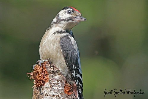GREAT SPOTTED WOODPECTER (Juv.)  //  DENTROCOPUS MAJOR (24cm)