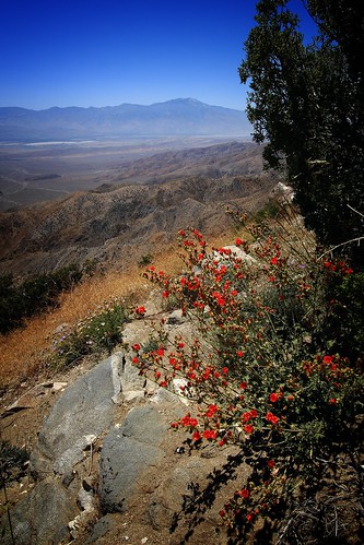coachella valley joshuatree nationalpark flowers red flower desert california