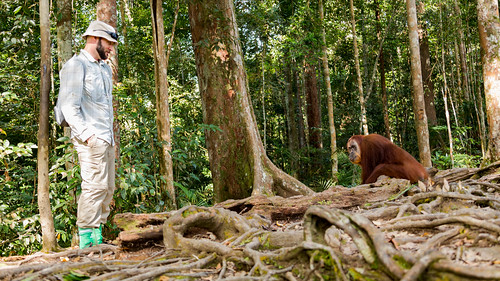 sumatra indonesia orangutan jungle photocentrictravels bukitlawang