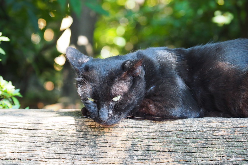 東池袋中央公園の猫。日陰でお休み中の黒猫。