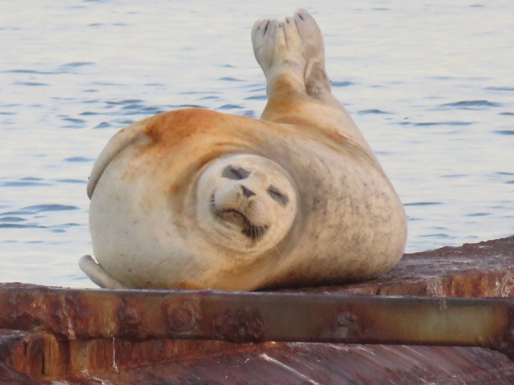 Seal at the Comox Marina.