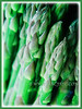 Asparagus officinalis (Asparagus, Garden Asparagus)