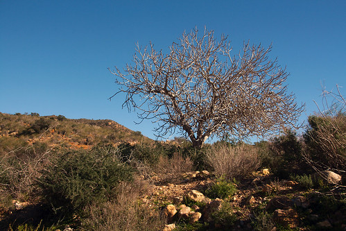 landscape tree arid tan lasbalsicas mazarrón murcia spain sigma18250 canoneos400d