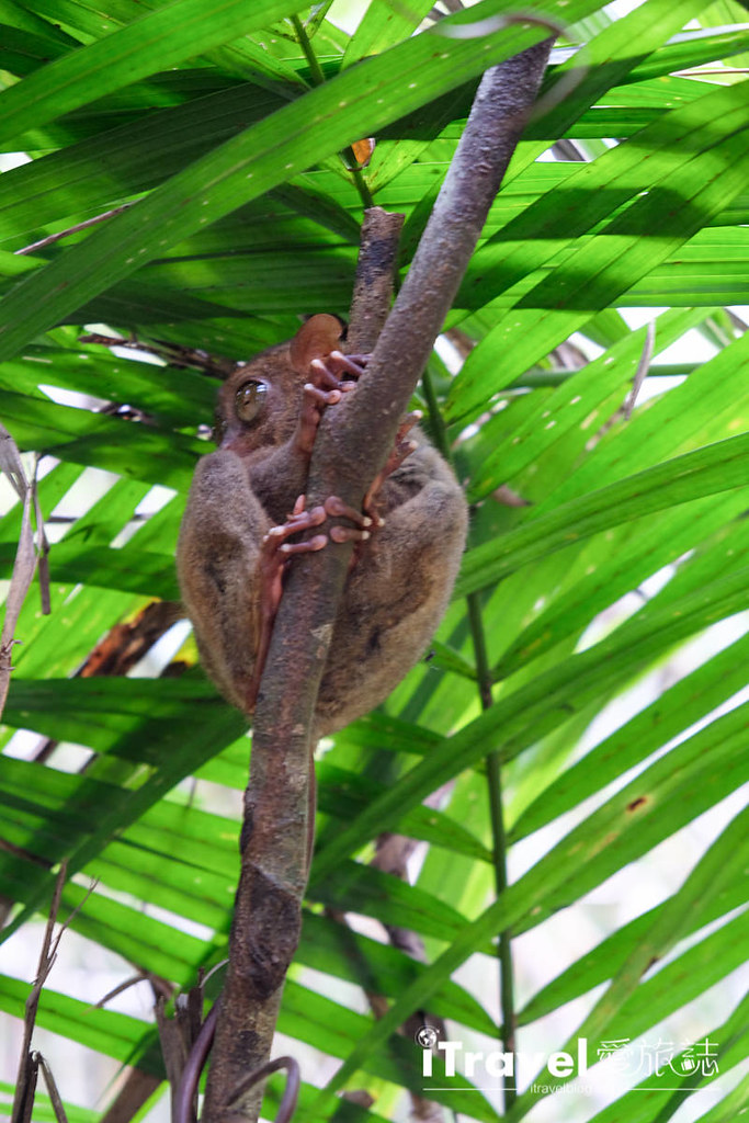 菲律宾薄荷岛眼镜猴保育中心 Tarsier Sanctuary (12)