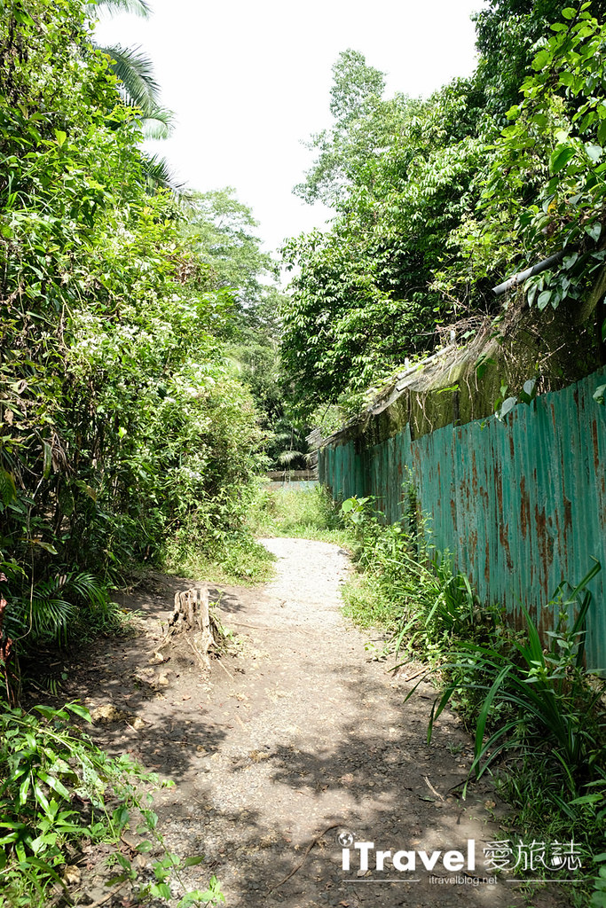 菲律宾薄荷岛眼镜猴保育中心 Tarsier Sanctuary (23)