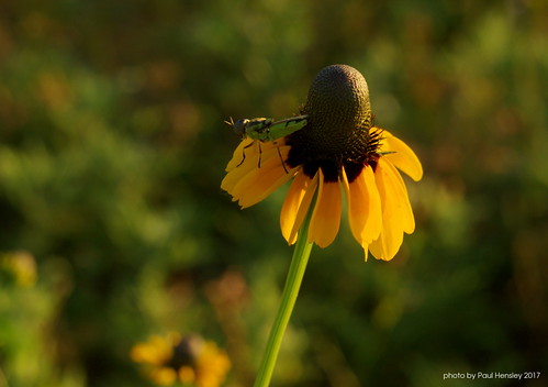 flower insect sunset smcf3570 yellow