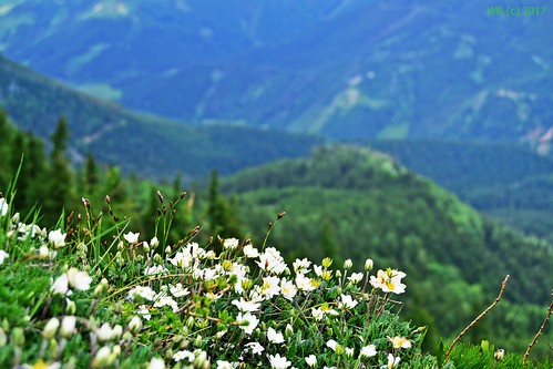 schneeberg austria landscape mountain berge hegyek landschaft tájkép closeup depthoffield blur flowers österreich