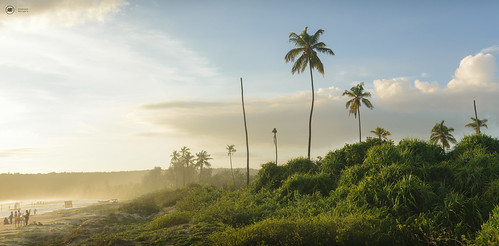 vengurla maharashtra india in coconuts coconuttrees goldenhour beachbodies kokan clouds panorama grass coconut