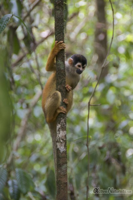 squirrel monkey 0001 Corcovado, Osa peninsula, Costa Rica