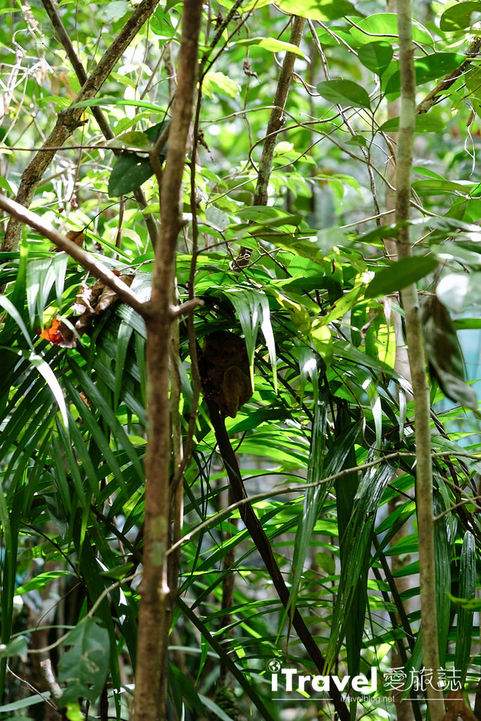 菲律宾薄荷岛眼镜猴保育中心 Tarsier Sanctuary (10)