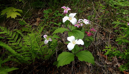trillium flower rural nature forestfloor lanarkcounty ontario canada nikon outdoor