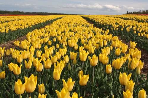 dromore pei canada tulips flowers field yellow spring