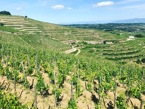 More amazing 100-year-old vineyards on Bessards, Western part of Hermitage hill. #Rhône #nofilter