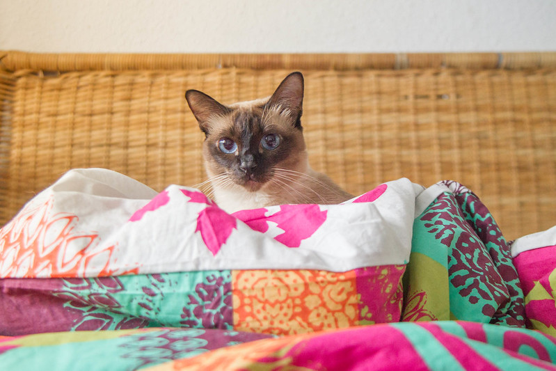 Top Three Pest Control Tips, siamese cat on bed