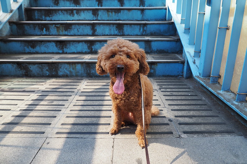 うちの小春さん。池袋明治通りの立教でドヤ顔する犬。