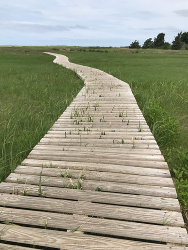 capecod wellfleetaudubon wellfleetbaywildlifesanctuary boardwalk landscape shore audubon marsh vanishingpoint