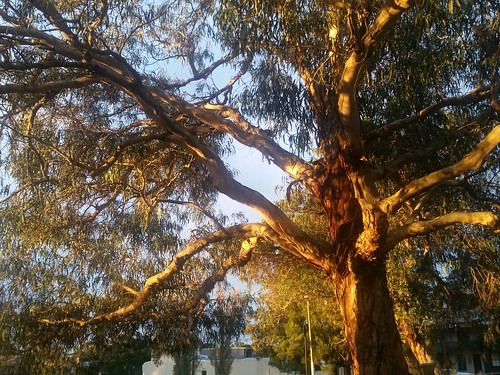 st peters tree sunset golden glowing trunk