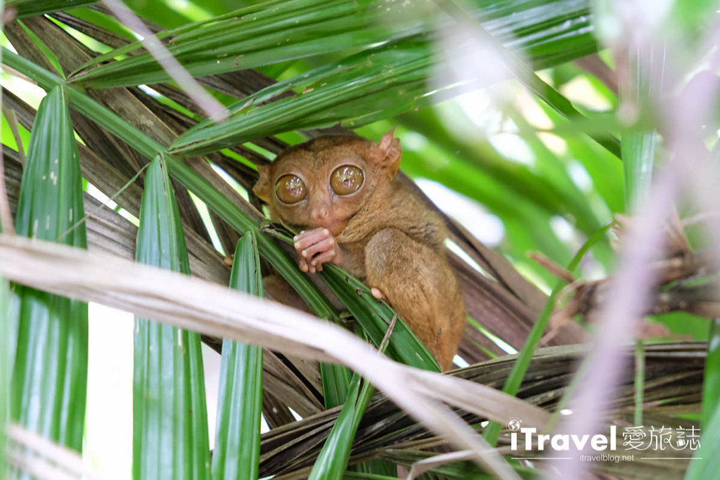 菲律宾薄荷岛眼镜猴保育中心 Tarsier Sanctuary (18)