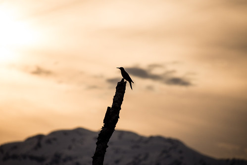 animals birds nature silhouette sunset