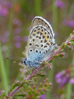 Silver-studded blue (male)