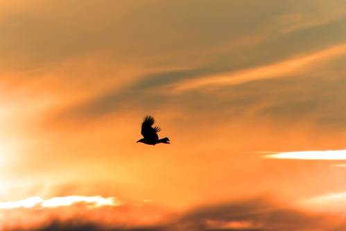 bird sunset