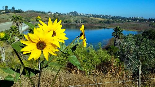 peterscanyonlakeregionalpark orange california photo digital spring californiasunflower helianthuscalifornicus sunflower wildflower flower lake landscape